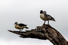 Knob-billed Duck [Sarkidiornis melanotos] 