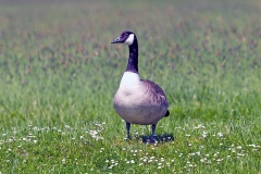 Canada Goose [Branta canadensis] 