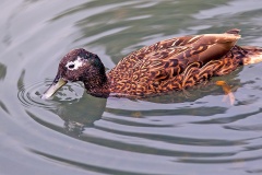 Laysan Duck [Anas laysanensis] 