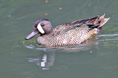 Blue-winged Teal [Spatula discors]