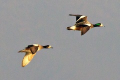 Chiloe Wigeon [Mareca sibilatrix] 