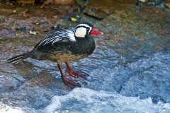 Torrent Duck [Merganetta armata armata] 