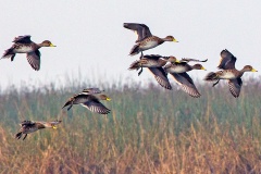 Yellow-billed Pintail [Anas georgica spinicauda] 