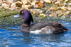 Tufted Duck [Aythya fuligula] 