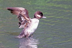 Bufflehead [Bucephala albeola]