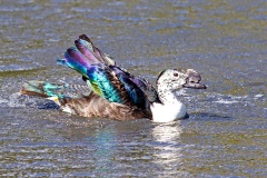 Comb Duck [Sarkidiornis sylvicola] 