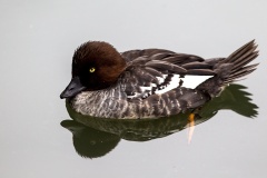 Common Goldeneye [Bucephala clangula clangula] 