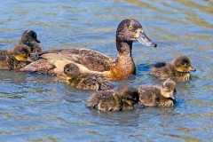 Tufted Duck [Aythya fuligula] 