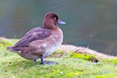 Hardhead [Aythya australis] 