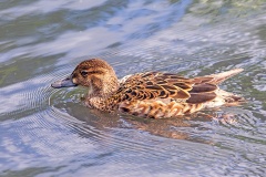 Baikal Teal [Sibirionetta formosa] 