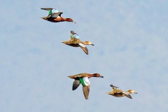 Cinnamon Teal [Spatula cyanoptera cyanoptera] 