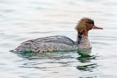 Common Merganser [Mergus merganser merganser]