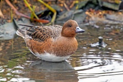 Eurasian Wigeon [Mareca penelope] 