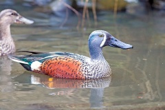 Australasian Shoveler [Spatula rhynchotis] 