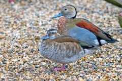 Ringed Teal [Callonetta leucophrys] 