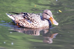 Northern Shoveler [Spatula clypeata] 