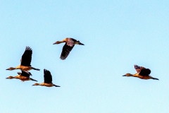 Fulvous Whistling Duck [Dendrocygna bicolor] 