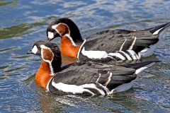Red-breasted Goose [Branta ruficollis]