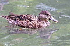 Blue-winged Teal [Spatula discors] 
