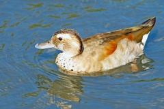 Ringed Teal [Callonetta leucophrys] 