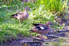 Bernier's Teal [Anas bernieri] 