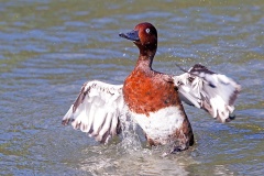 Ferruginous Duck [Aythya nyroca] 