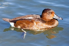 Ferruginous Duck [Aythya nyroca] 