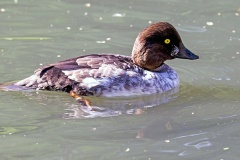 Common Goldeneye [Bucephala clangula clangula] 