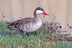 Red-billed Teal [Anas erythrorhyncha] 
