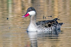 Red-billed Teal [Anas erythrorhyncha] 