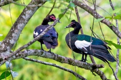Muscovy Duck [Cairina moschata]