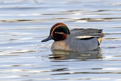 Eurasian Teal [Anas crecca] 