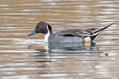 Northern Pintail [Anas acuta] 