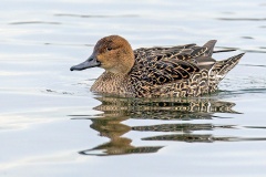 Northern Pintail [Anas acuta] 