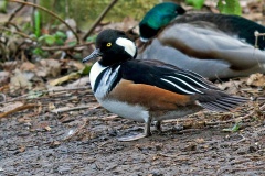 Hooded Merganser [Lophodytes cucullatus] 