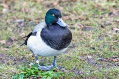 Greater Scaup [Aythya marila] 
