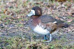Greater Scaup [Aythya marila] 