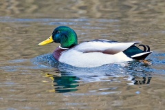 Mallard [Anas platyrhynchos platyrhynchos] 