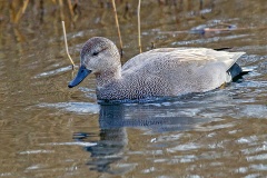 Gadwall [Mareca strepera] 