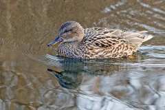 Gadwall [Mareca strepera] 