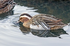 Garganey [Spatula querquedula] 