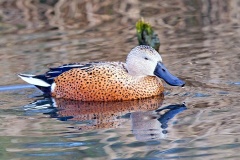 Red Shoveler [Spatula platalea] 