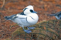 Smew [Mergellus albellus] 