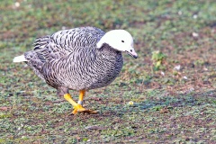 Emperor Goose [Anser canagicus] 
