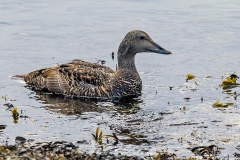 Common Eider [Somateria mollissima borealis] 