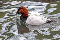 Canvasback [Aythya valisineria] 