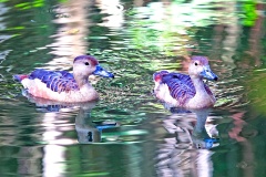 Lesser Whistling Duck [Dendrocygna javanica] 