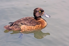 Tufted Duck [Aythya fuligula] 