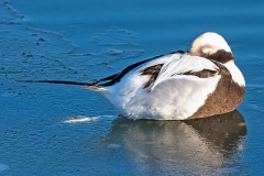Long-tailed Duck [Clangula hyemalis] 