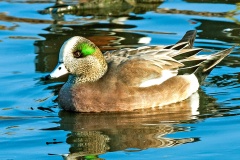 American Wigeon [Mareca americana] 